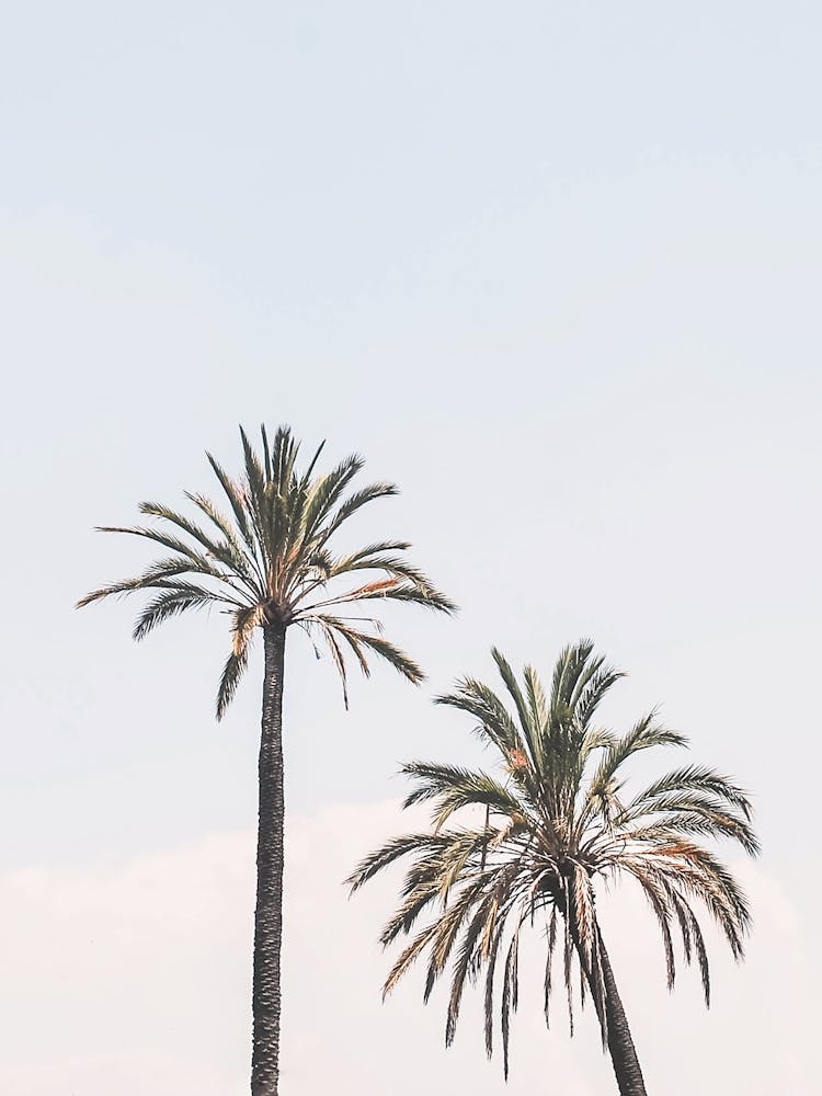 Rome, Italy I Two palm trees in light blue pastel summer sky with a California or Los Angeles vibes with minimalist composition sunny nature photography capturing the essence of italian la dolce vita
