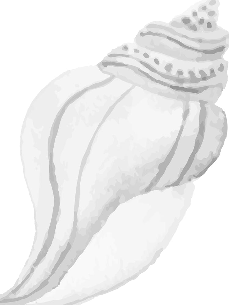 Sea Shell