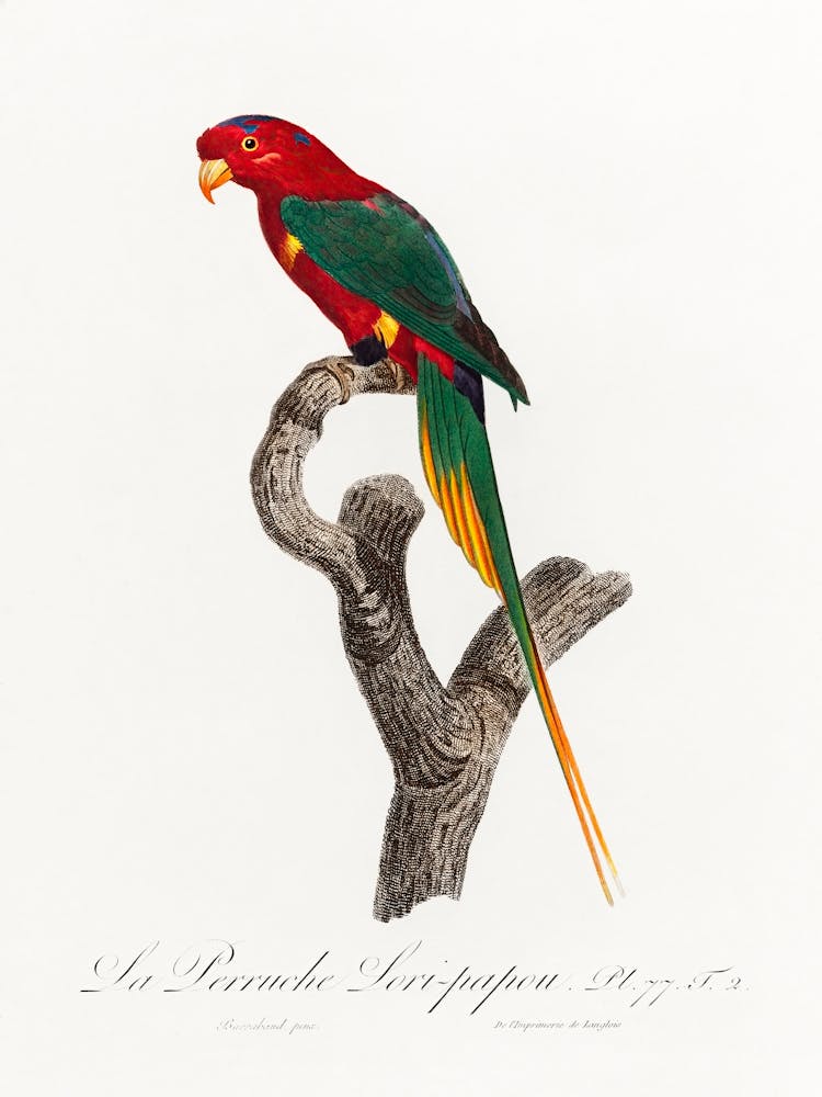 Papuan Lorikeet From Natural History Of Parrots, Francois Levaillant