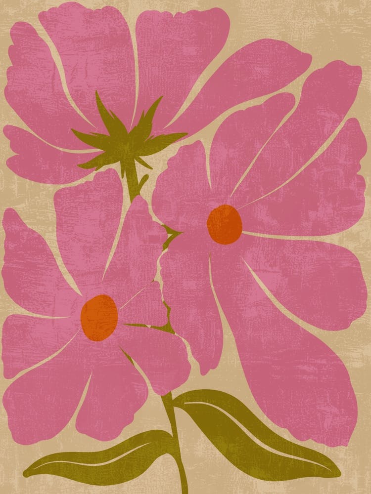Pink Cosmos