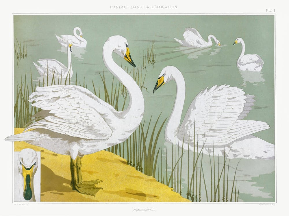 Wild Swan From The Animal In The Decoration (1897), Maurice Pillard Verneuil