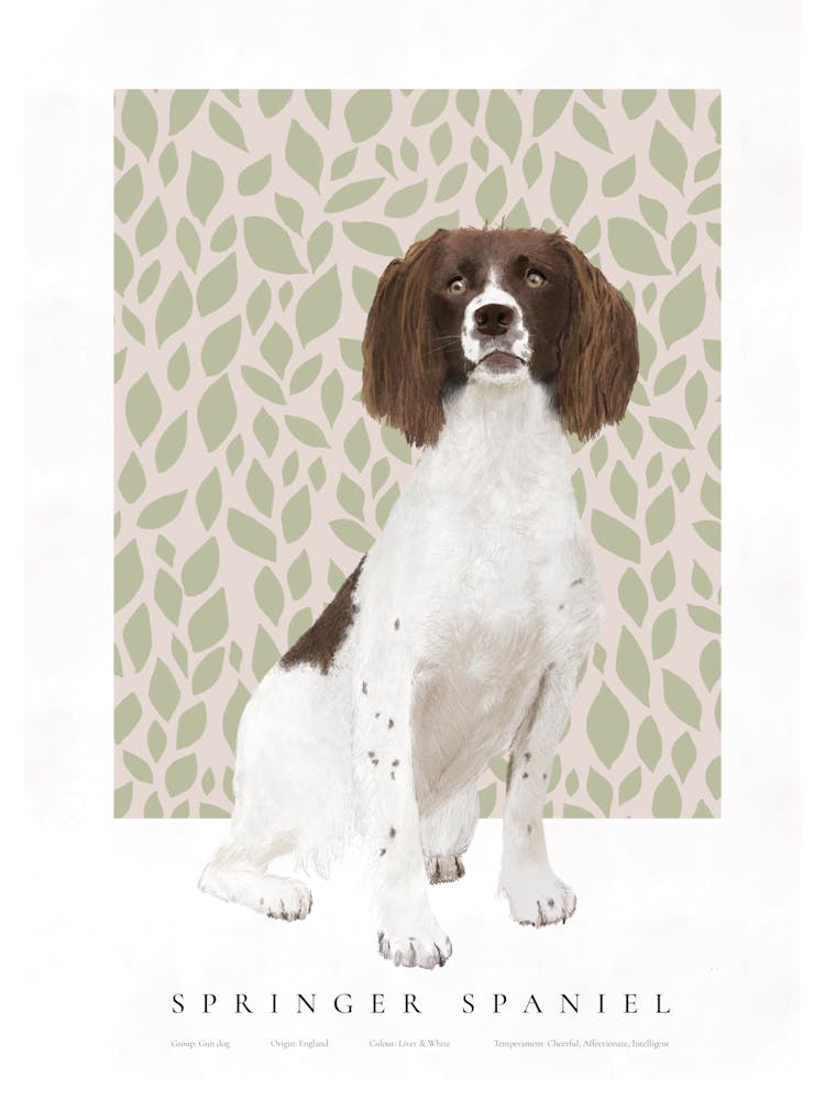 Springer Spaniel Illustration