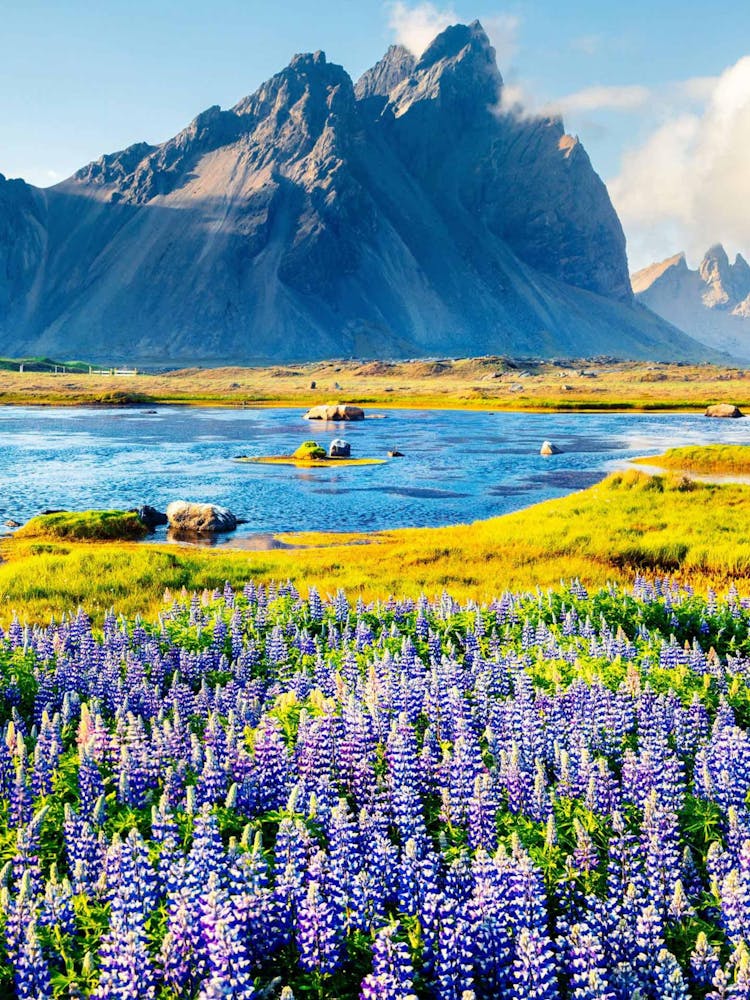 Lupine Field In Iceland 4