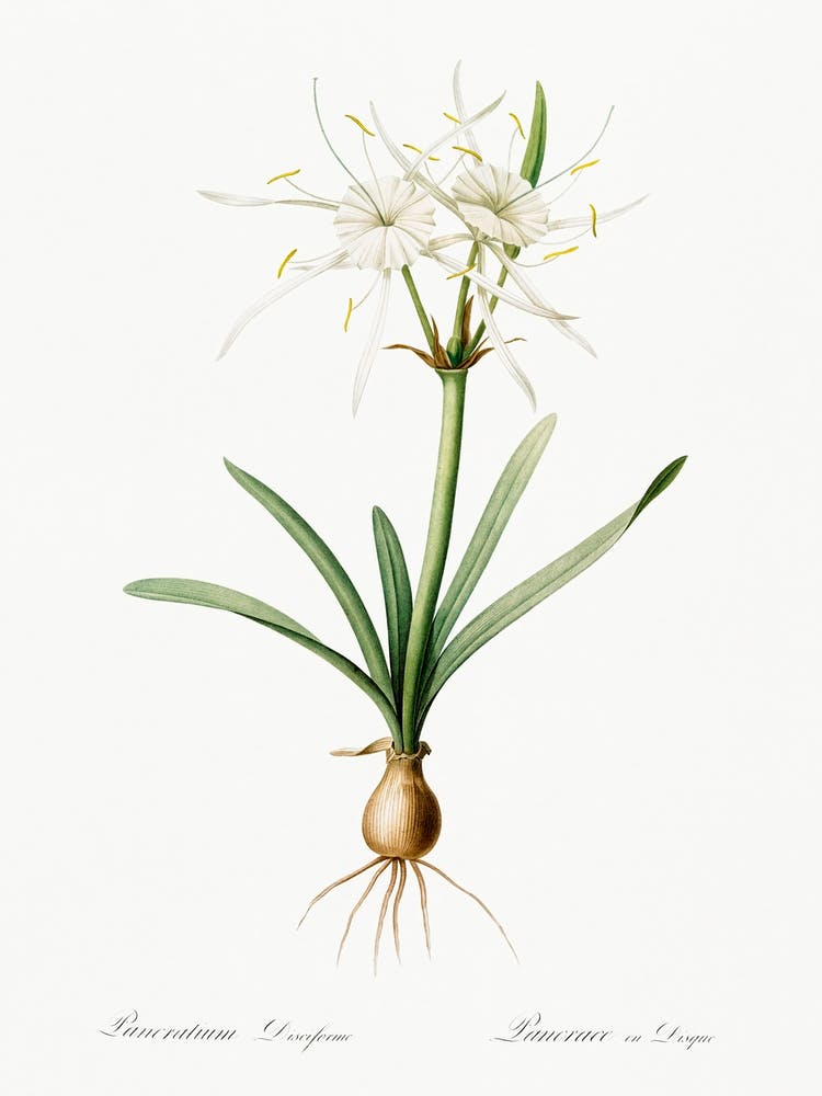 Streambank Spiderlily, Pierre Joseph Redoute