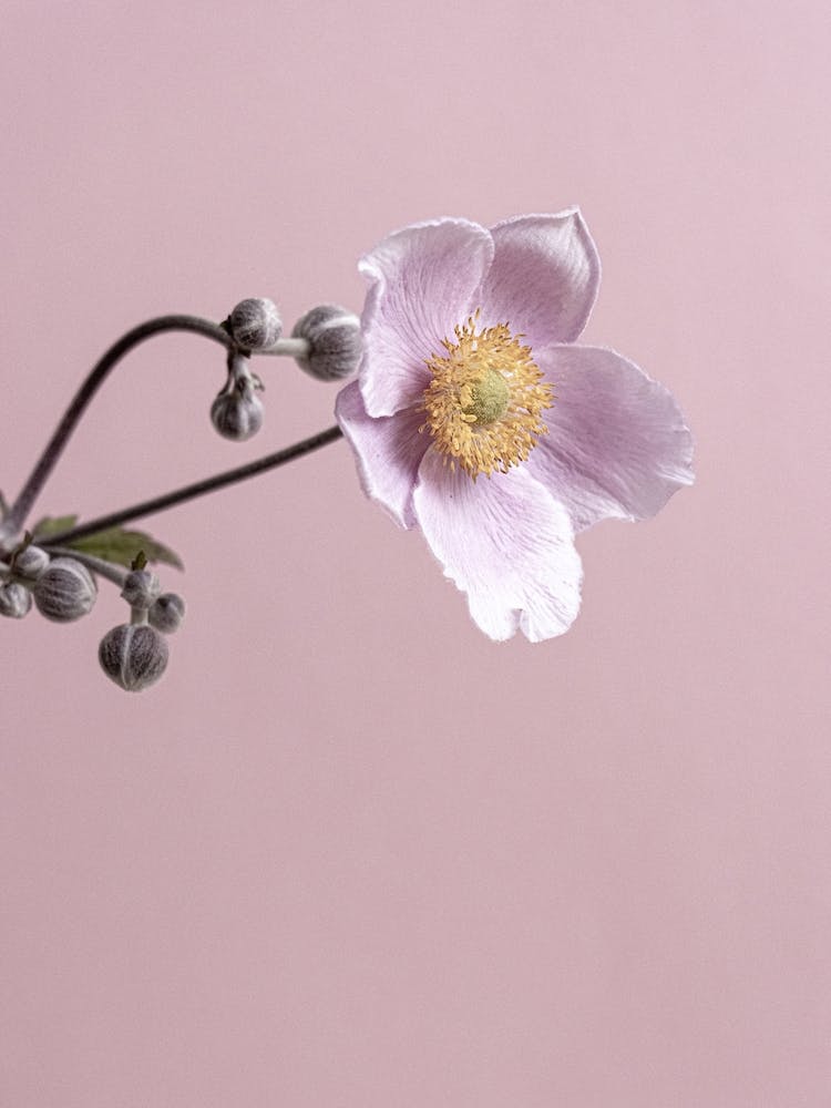 Anemone Flower