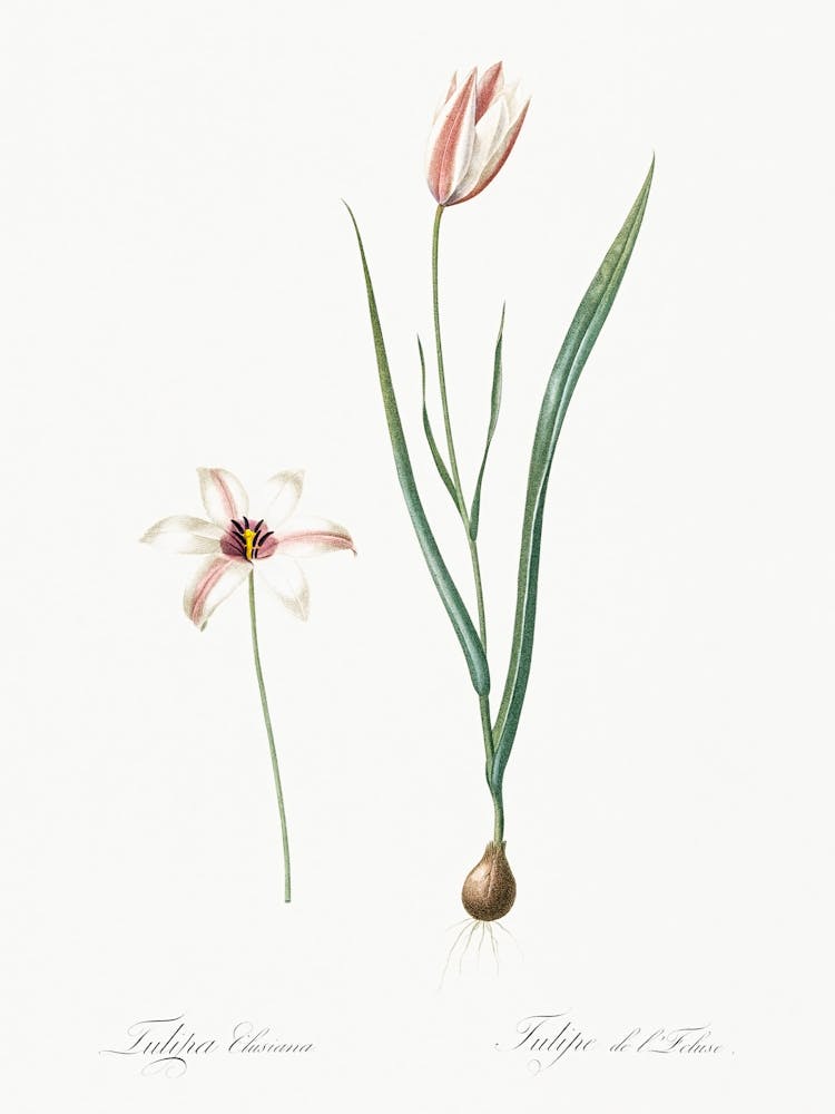 Lady Tulip Illustration From Les Liliacées (1805), Pierre Joseph Redoute