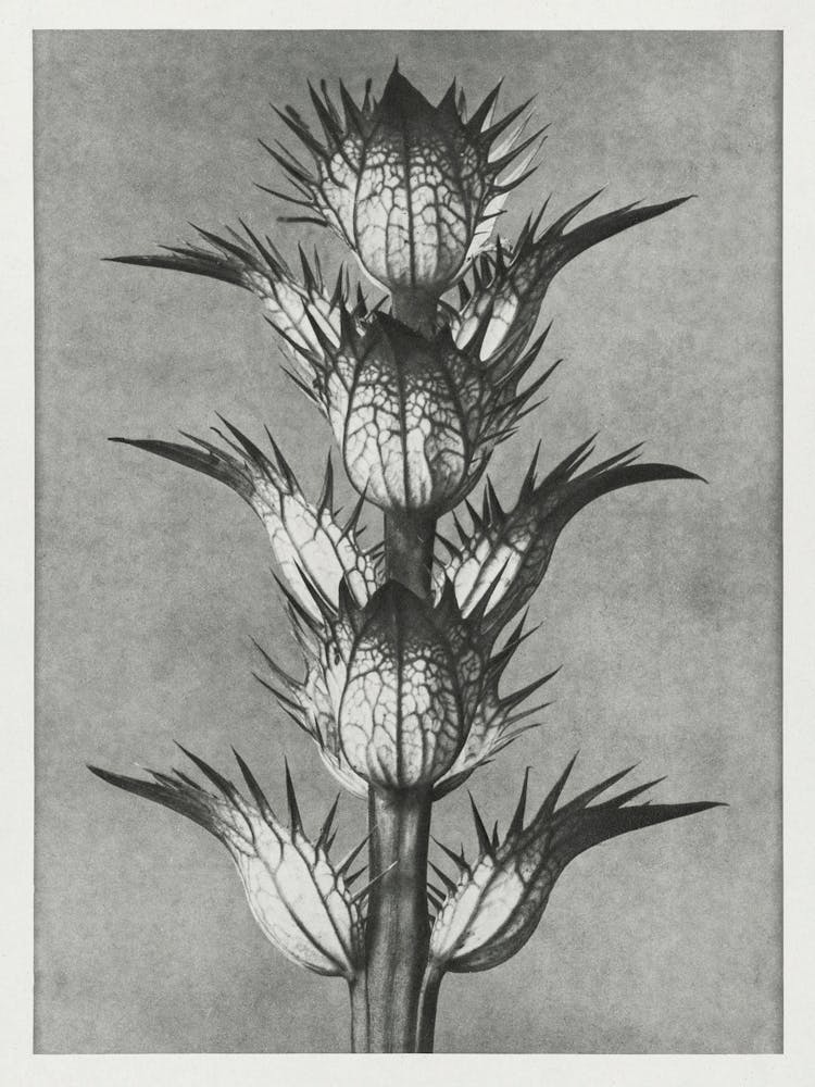Bear S Breeches (1928), Karl Blossfeldt