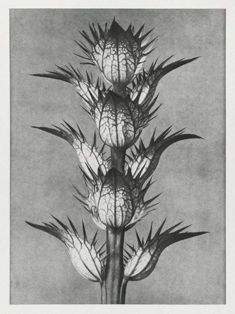 Bear S Breeches (1928), Karl Blossfeldt