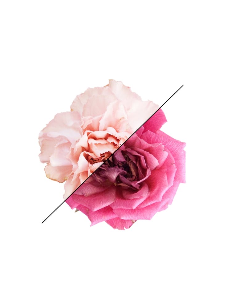 Carnation & Rose