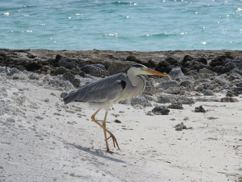Heron On The Beach 4