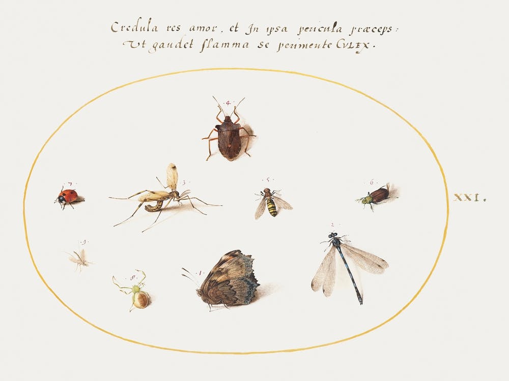 Un Papillon Avec Une Libellule, Une Coccinelle Et Cinq Autres Insectes (1575–1580), Joris Hoefnagel