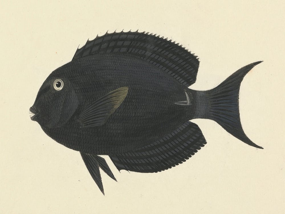 Unidentified Fish, Luigi Balugani 2
