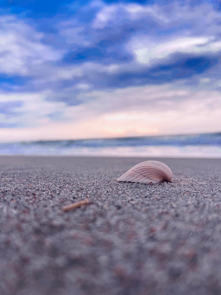 Muschel am Meer