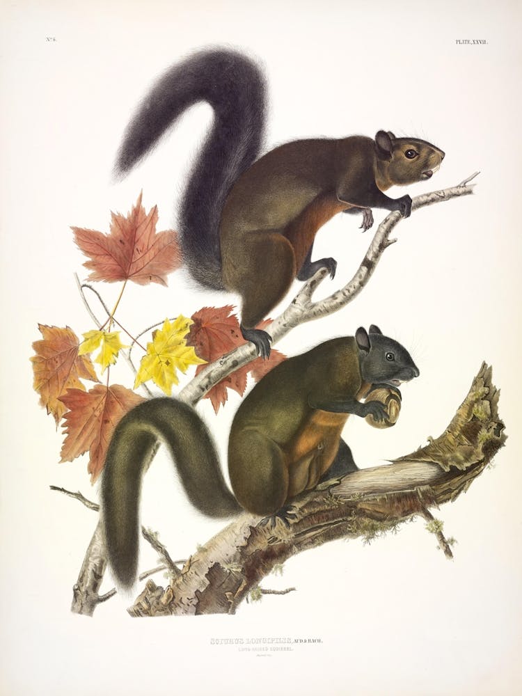 Écureuil À Poils Longs, John James Audubon