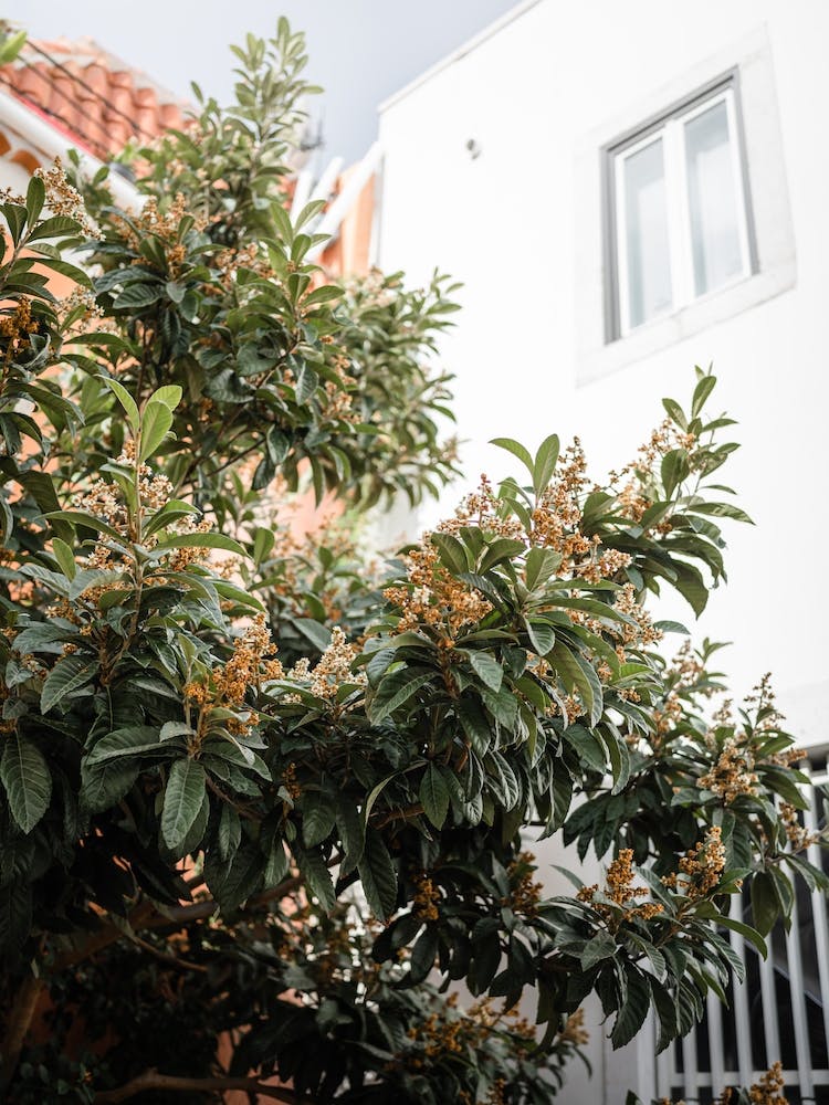 Hinterhofgrün in Alfama Lissabon