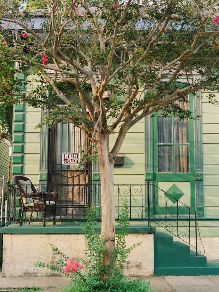 New Orleans Cat on Film