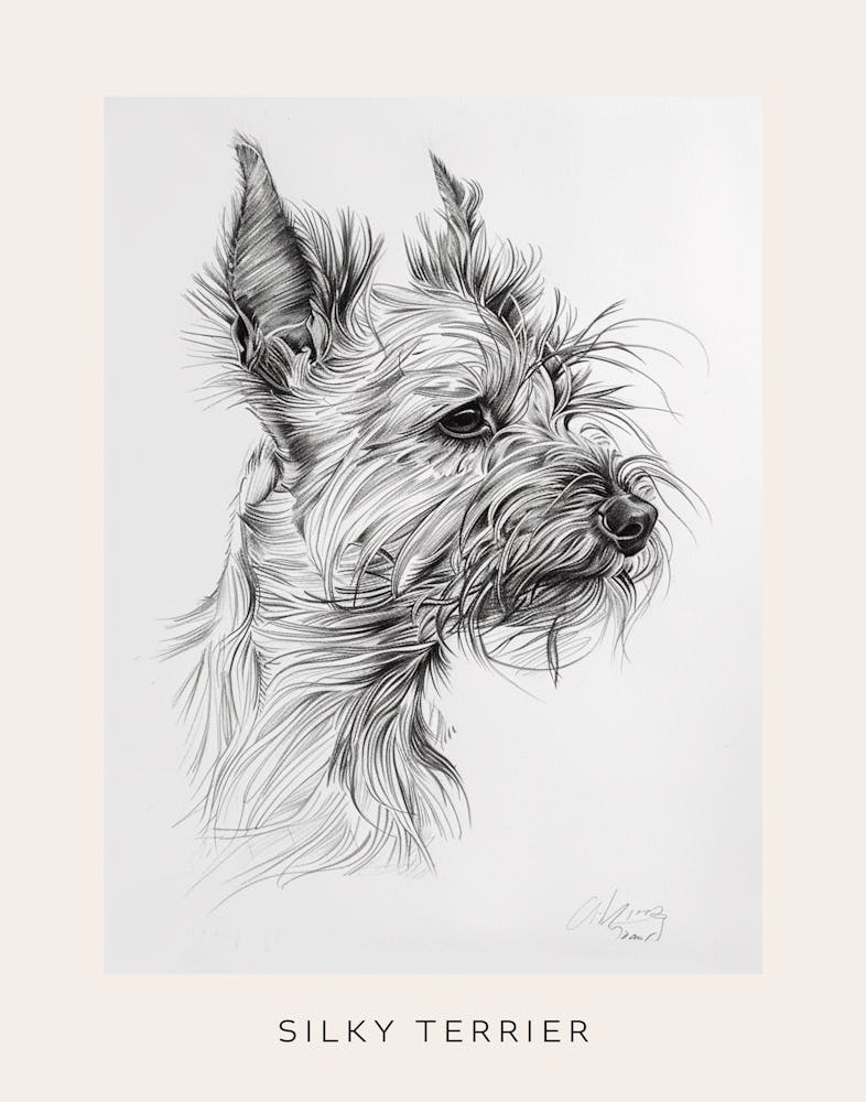 Silky Terrier Dog Line Sketch 2 Poster