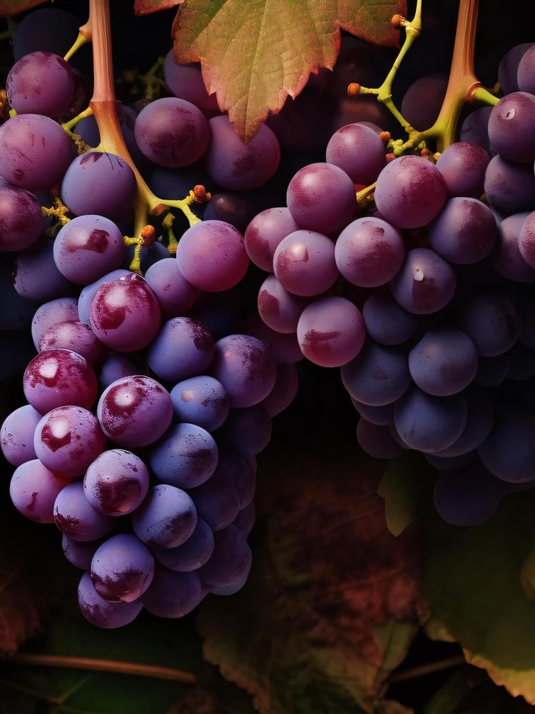 Purple Grapes