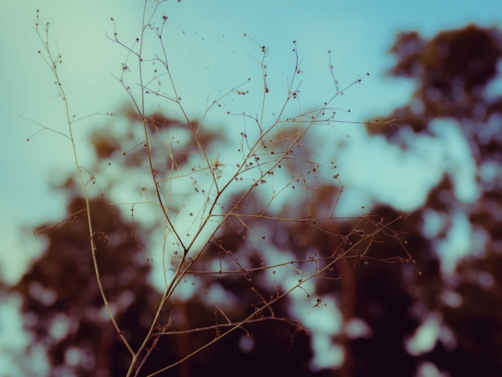Close Up Of A Plant At Sunset