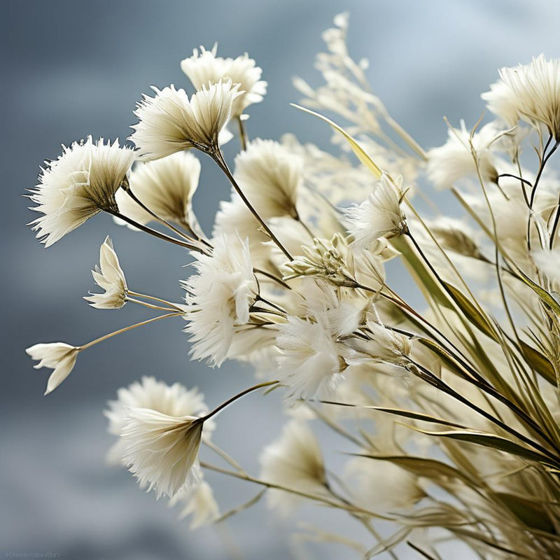 White Flowers 2