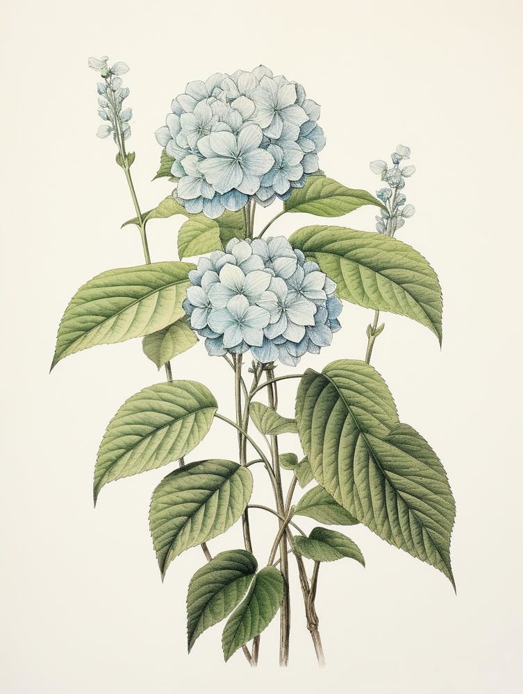 Ajisai Hydrangea 2 Vintage Japanese Botanical