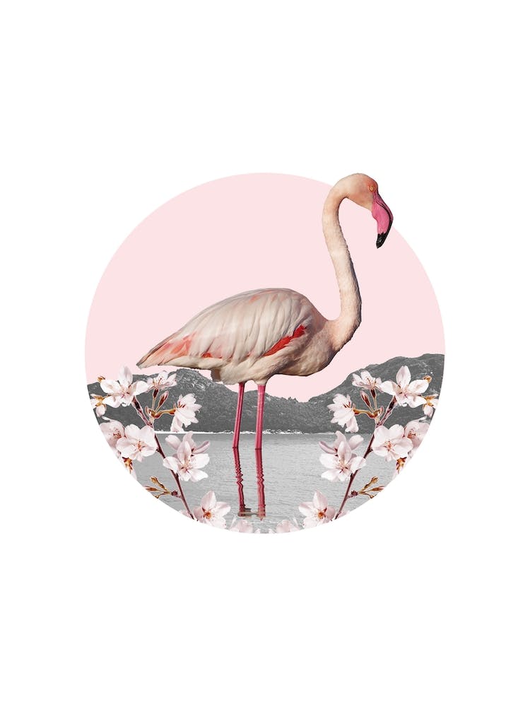 Flamingo Collage