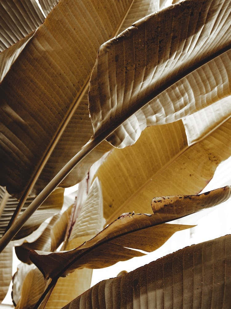 Golden Banana Leaf