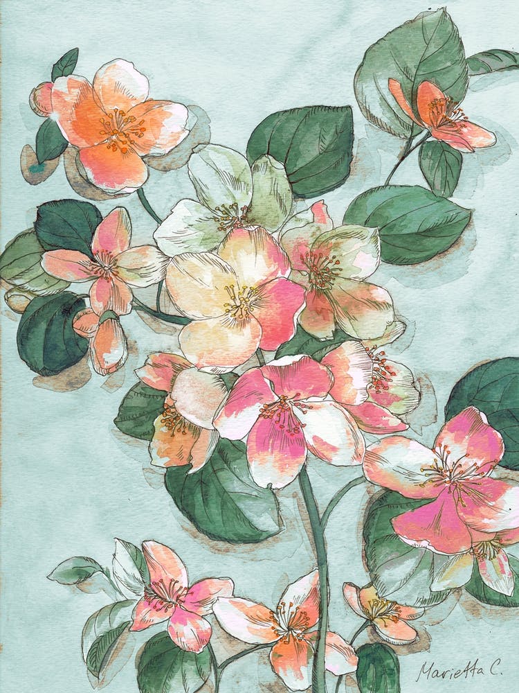 Apple Blossoms