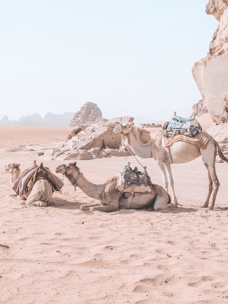 Camel Travel