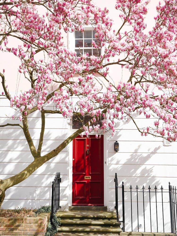 Magnolia In London