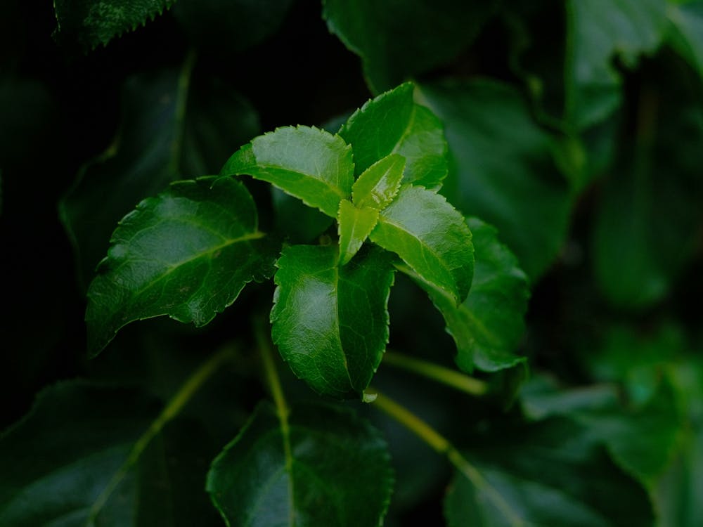 Green Leafs // Nature Photography