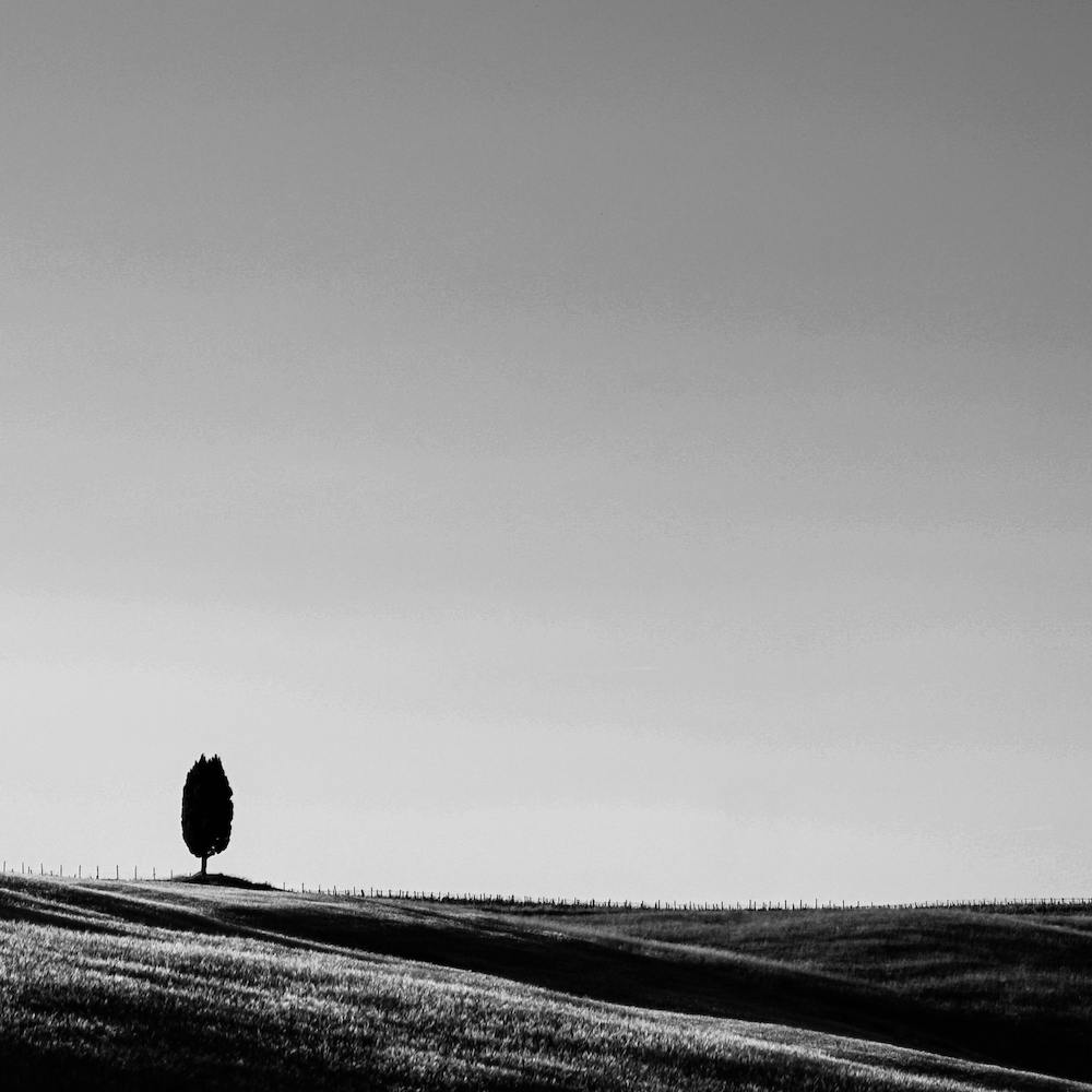 Italy Tuscany Hill Tree Bw Square