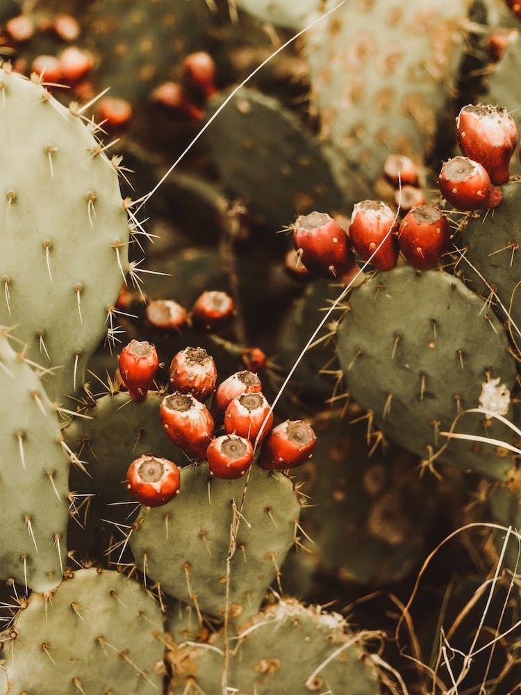 Prickly Pear Cactus