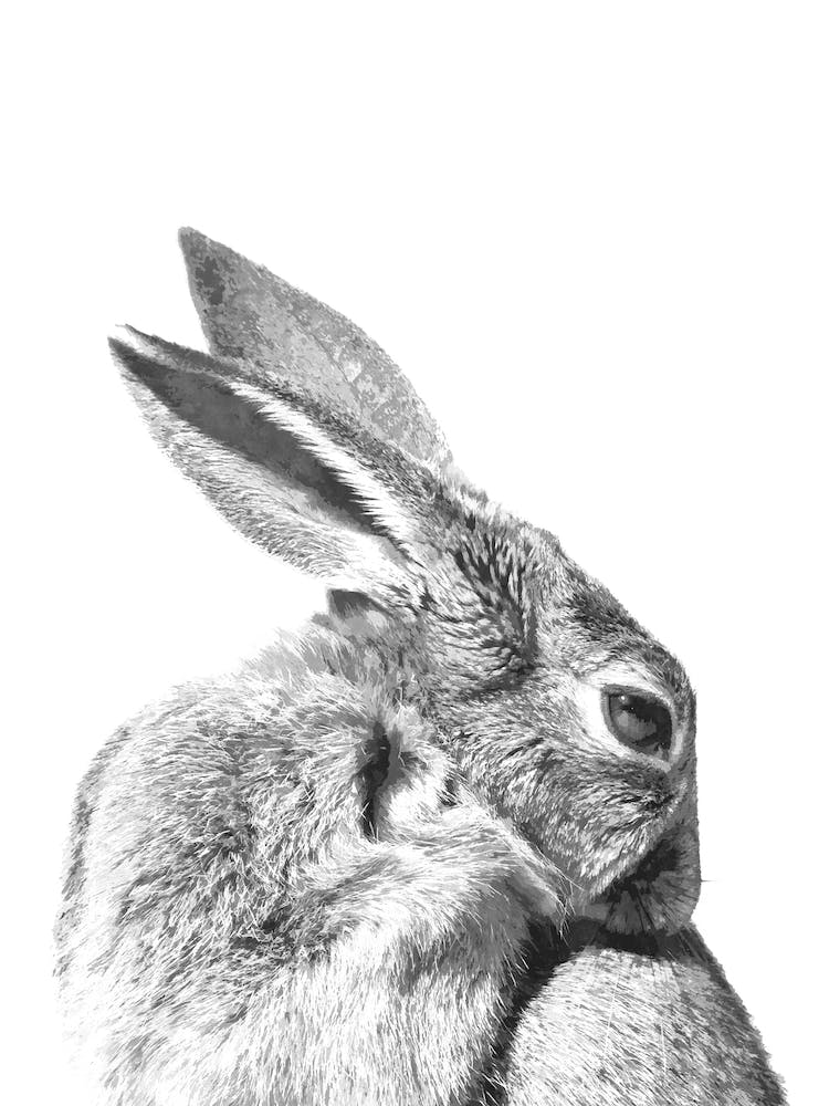 Black and White Hare Watercolor