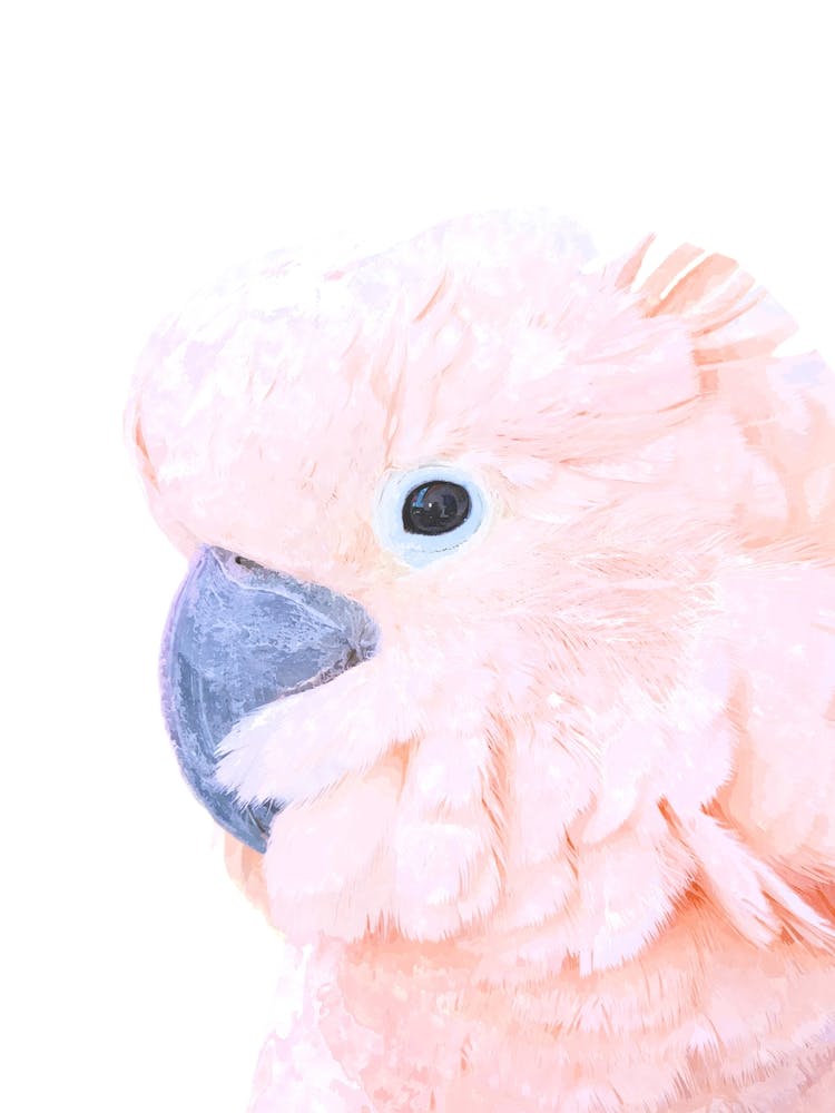 Pink Cockatoo Watercolor