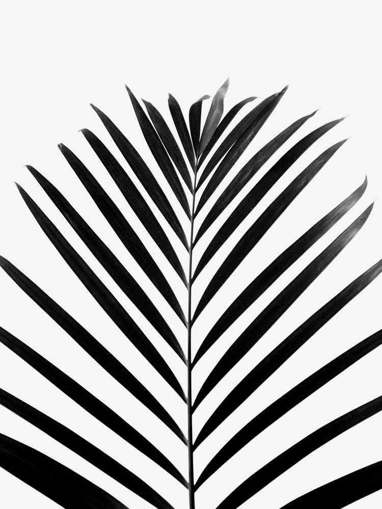 Minimal Palm Leaf Black And White
