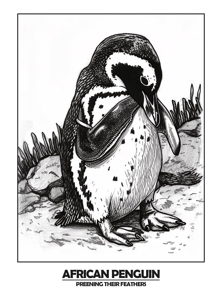 Penguin Preening Their Feathers Poster