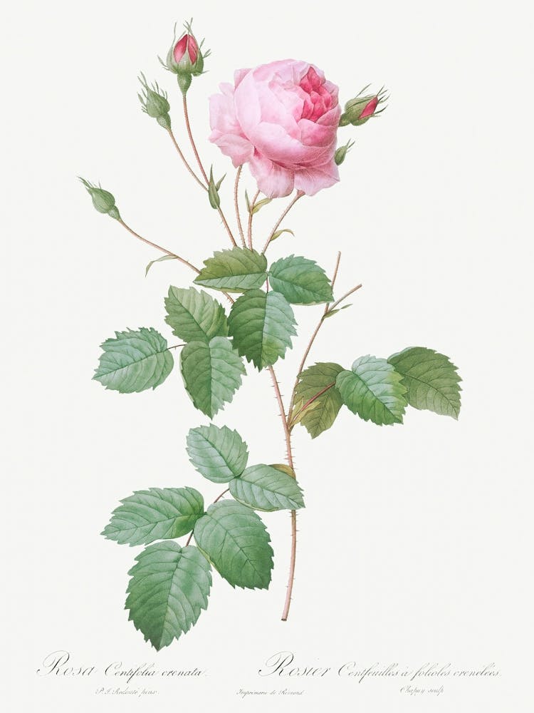 Crenate Leaved Cabbage Rose, Pierre Joseph Redoute