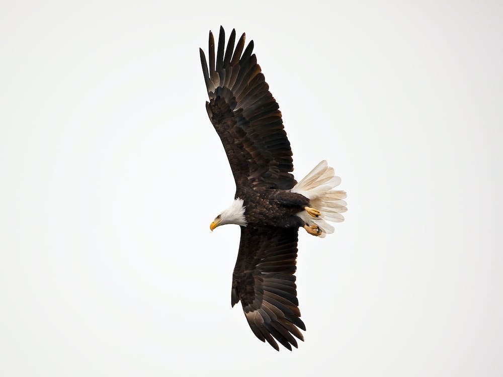 Bald Eagle In Flight