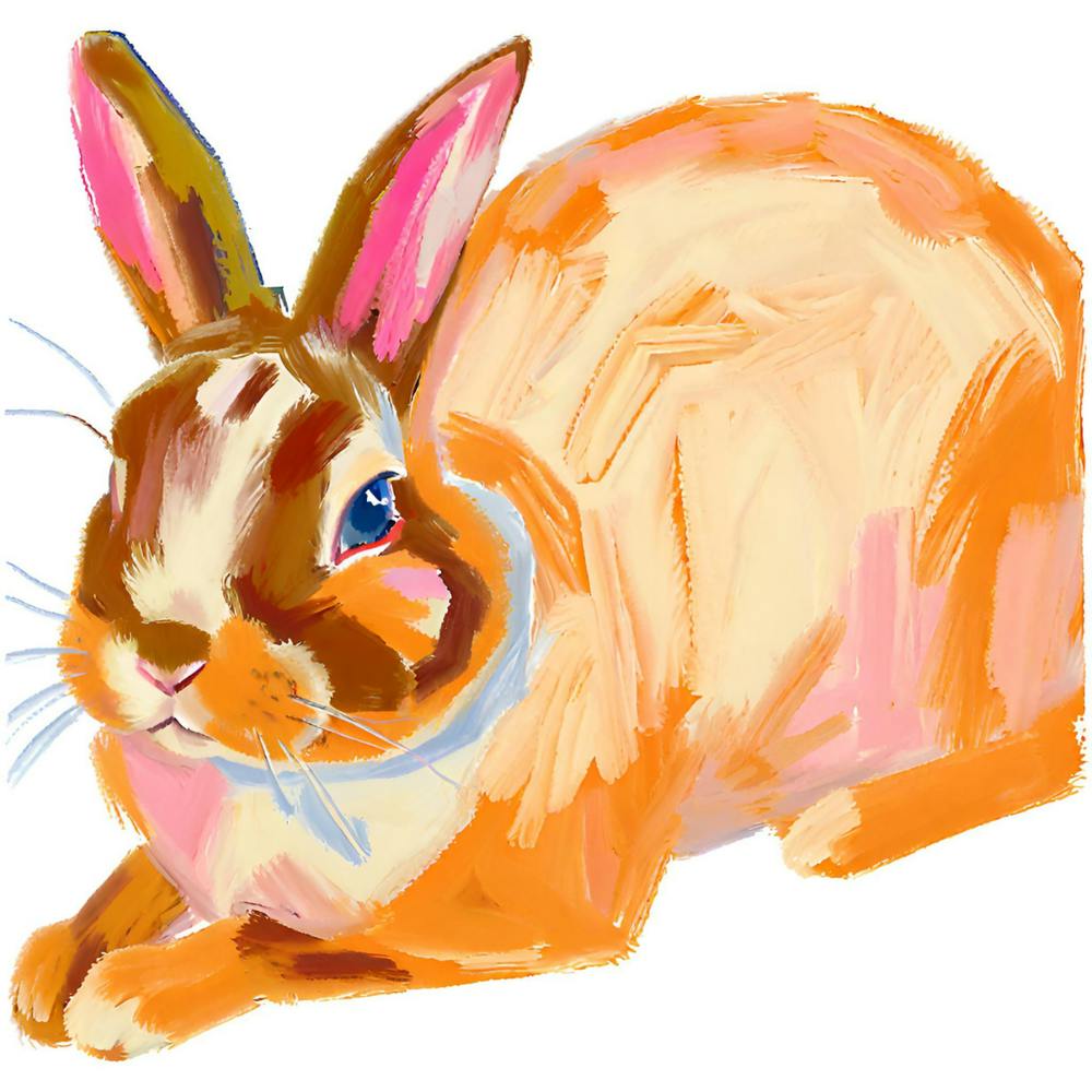 English Lop Rabbit 04