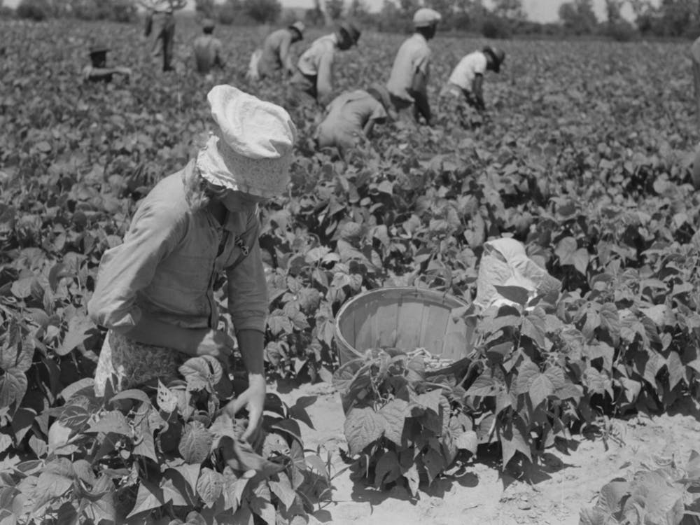 White Agricultural Day Laborer Picking String Beans In Field Near Muskogee, Oklahoma By Russell Lee
