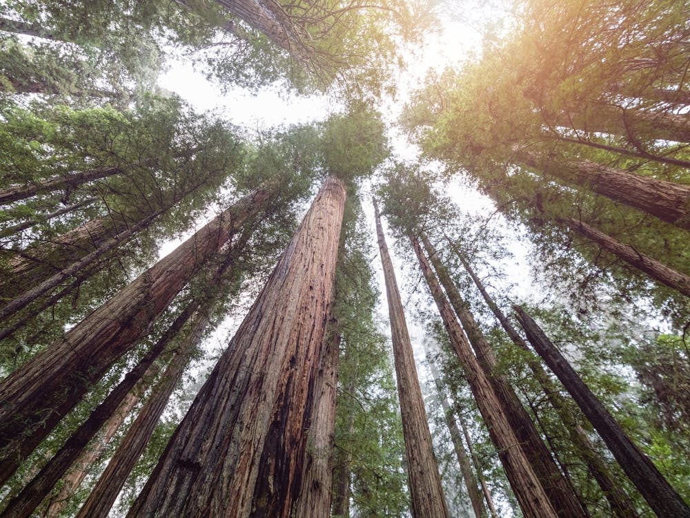 Redwood Forest Sunset - National Park