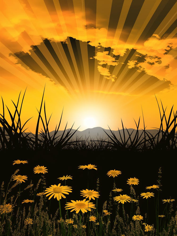 Sunset With Daisies