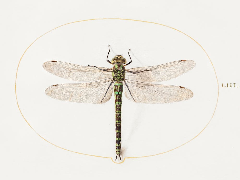 Dragonfly (1575–1580), Joris Hoefnagel