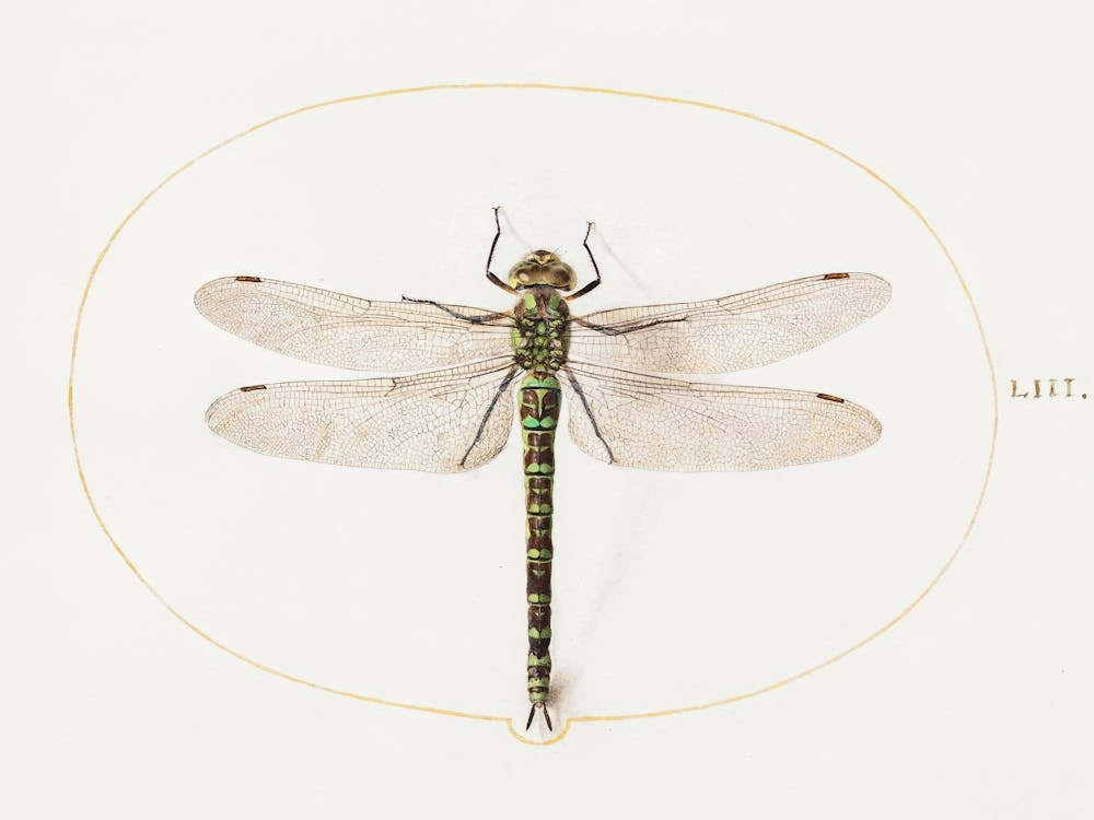 Dragonfly (1575–1580), Joris Hoefnagel
