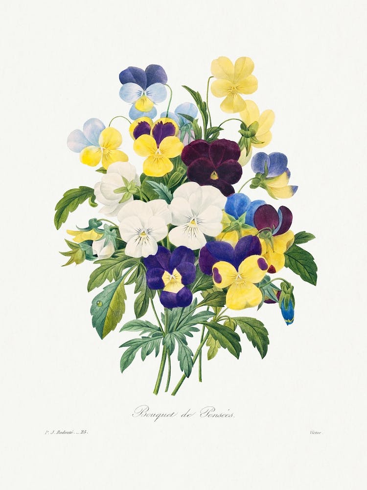 Pansy Bouquet, Pierre Joseph Redouté