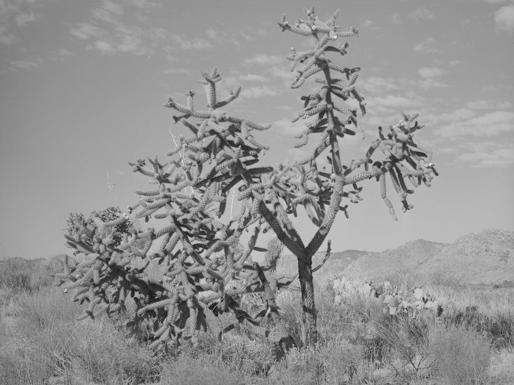 Cactus In Graham County, Arizona By Russell Lee
