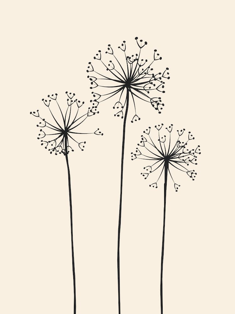 Dandelions