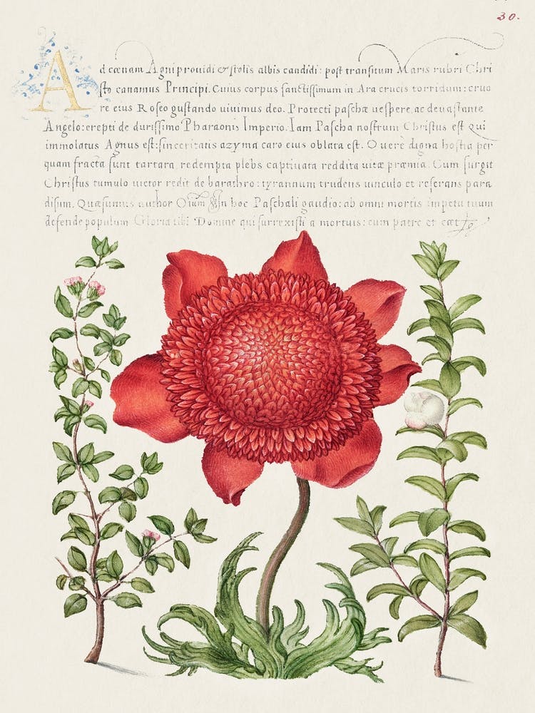 Basilikum, Thymian, Mohnanemone und Myrte aus Mira Calligraphiae Monumenta, Joris Hoefnagel