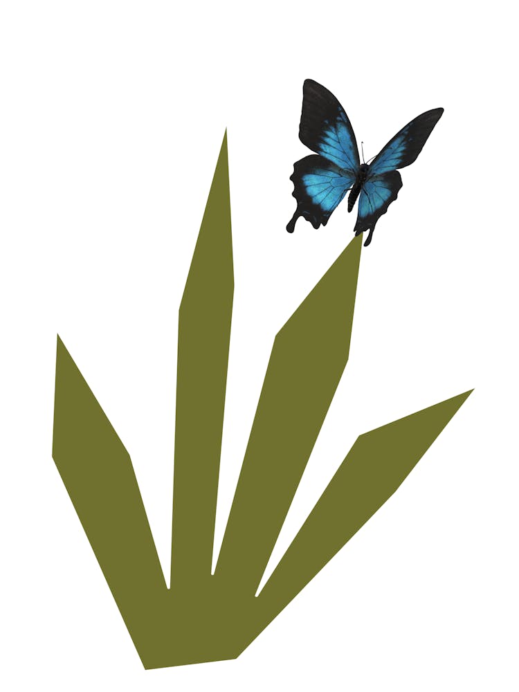 Butterfly On A Leaf 1